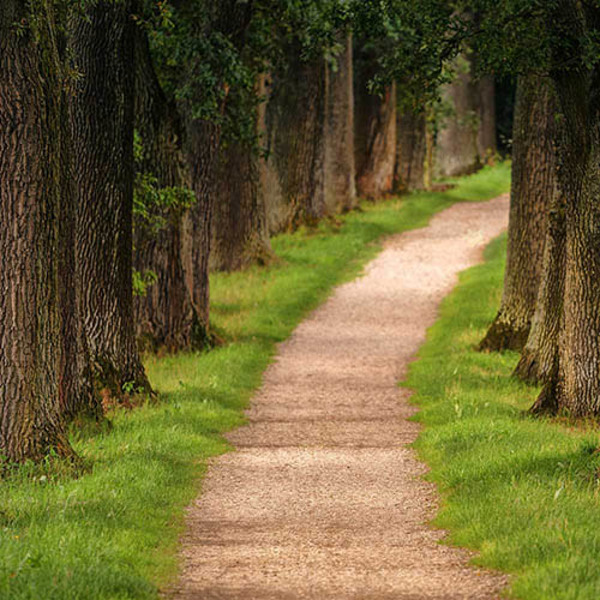 Weg Team Allee / jplenio/pixabay.com